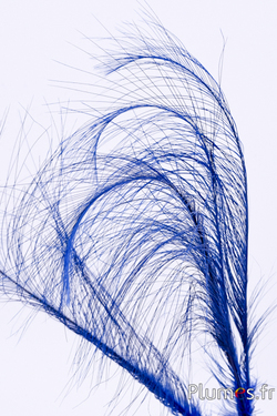 Faisan Hoki - 45-50 cm - bleu